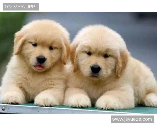 足球明星们与他们心爱的犬种揭秘，看看谁是最受欢迎的宠物伴侣